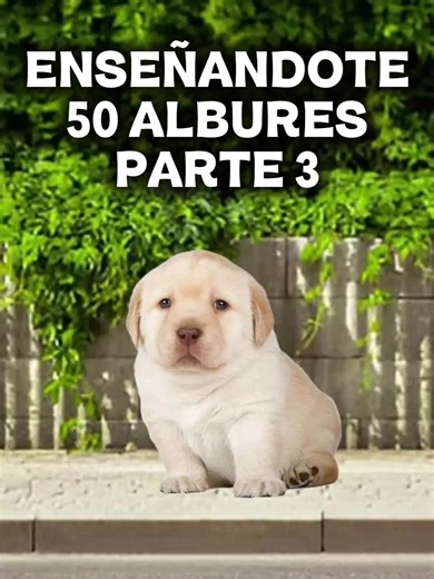 50 Albures que No Te Puedes Perder #Parte3