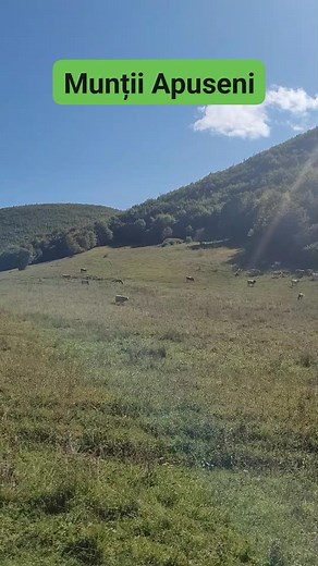 Un colț de rai din Apuseni. #reels #travel #apuseni #sat #village #nature #forest #socute #amazing #curiosity #traditional #povesti #alba #transilvania #romania | Hai La Drum