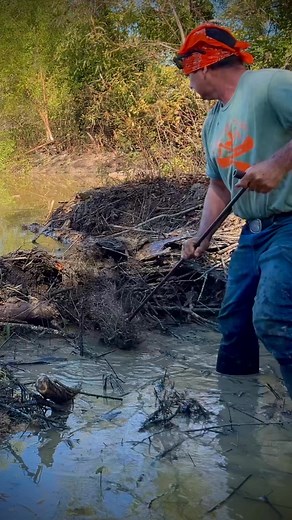 80K views · 753 reactions | Setting Duke 650s on beaver dams #trapping #duketraps #trapper #beavertrapping #wildlifemanagement #landmanagement #outdoors | Spirit of the Outdoors | Facebook
