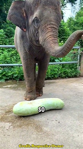 Smart Elephant Trick 🐘🤯 #shorts