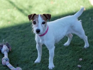 June is available for adoption in Colorado Springs, CO. Read about her at this link: https://www.petango.com/Adopt/Dog-Terrier-Jack-Russell-41913307 Learn about adoption here: https://nmdr.org/our-dogs/adopt/ | National Mill Dog Rescue