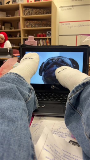 Pugs in School: Hilarious Moments