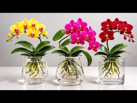 Can Orchids Grow in Water? 90-Day Hydroponic Root Results