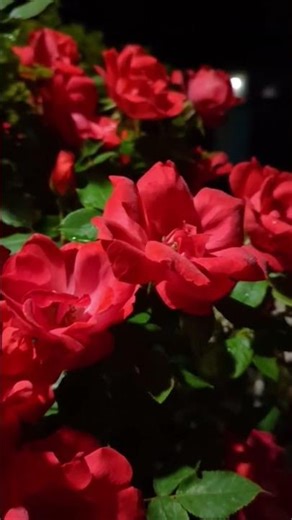The most beautiful red rose flowers #terracegardenindia #flowers #nature #plantsofindia #nature