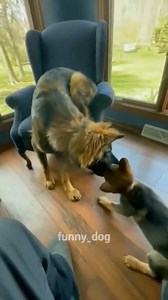 The end 🤣🤣 #funny #pet #animals #funnyanimals #fyp #dog #funnydog #funnyvideos #funnypets #🤣🤣🤣 #viral #dogsoftiktok #foryou #haha #🤣 #dogvideos #fail #fypシ | Funnyd0gsoftiktok