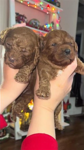 Sooo cute!!! #cavapoo #puppies #cutepuppy #doodles