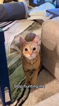 Cute Cat Hunting #cat #cats #funny #catsoftiktok #funnycat #cutecat