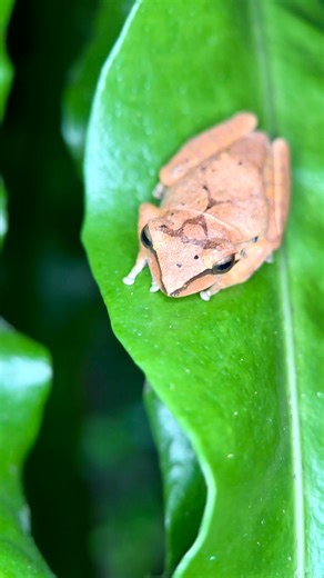 自然悠遊NatureWalker on Instagram: "Cute, isn’t it? The tree frog’s big, gentle eyes make it hard not to fall in love. But the “Y” shaped marking on its back reveals its true identity, the invasive White lippd treefrog. When invasive species become new residents, Taiwan’s ecosystems begin to change, quietly. Being cute is not a crime, but invasive species must be treated with greater caution. #nature #invasivespecies #treefrog #ecology #巨人老師的生態課好好玩"