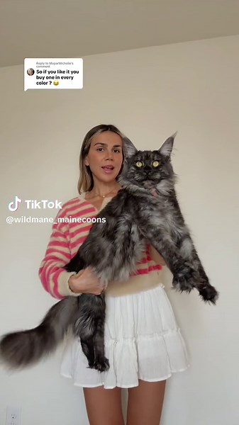 Maine Coon Cat Colors: Choosing the Perfect Shade