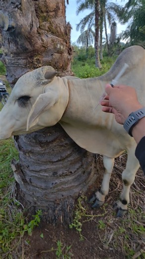 Injecting antiparasitics into a bull #reels