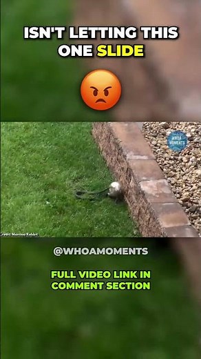 Mother Rabbit Fights Back Against Snake! Rabbit Fighting Against Snake