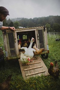 Basics of a Chicken Coop - Design Necessities - Abundant Permaculture