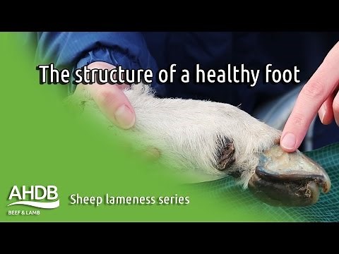The structure of a healthy foot - Sheep Lameness series