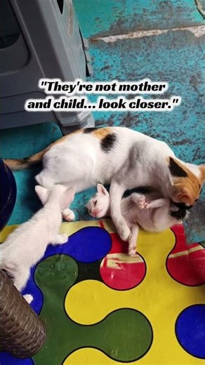 They're Not Mother and Child… But Look at That Hug#CatShorts