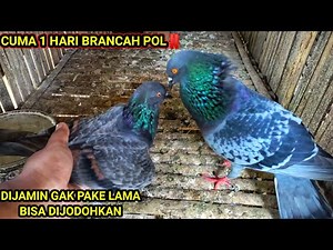HOW TO BREED A MALE PIGEON IN THE WILD || How to breed a pigeon quickly