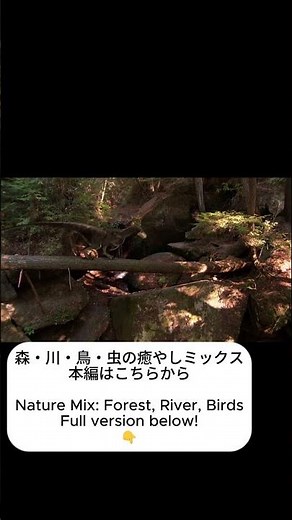 [Summer Forest] Relaxing Bird Songs & Nature Sounds | Unit HK
