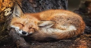 Fox Symbolism & Spiritual Significance In Different Cultures - Learn About Nature