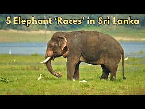 5 Elephant Races in Sri Lanka