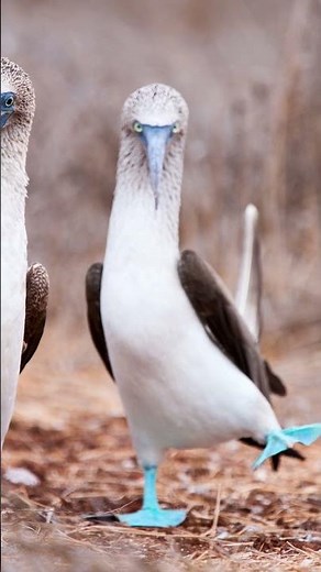 Wild Animals | blue-footed booby : a seabird found in the eastern Pacific Ocean