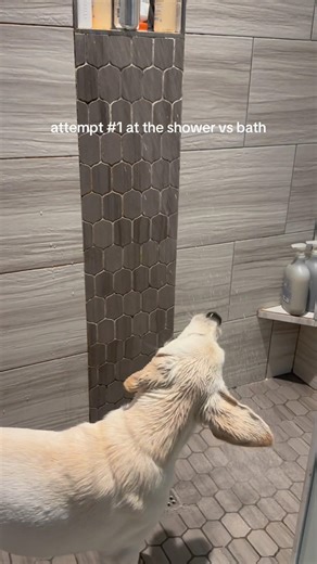 Anyone else go CRAZY after a bath or just me?? #labpuppy #cutepuppy #puppyvideos #dogmom #puppylife