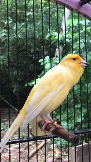 Canary Singing Video - The Best Canary Training Song