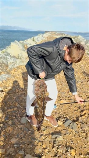 Fat lingcod caught in south jetty#fishing##jetty#music #shorts