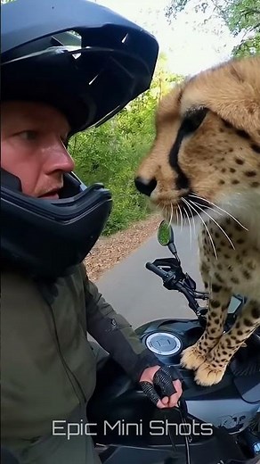 Cheetah Climbed Onto His Bike — He Didn’t Move 😳🐆