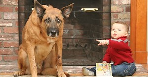 Do Dogs Feel 'Guilty' Like We Do? Here's What The Science Says