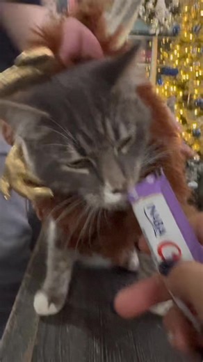 1.6K views · 59 reactions | Behind the scenes of our kitty Christmas pics  | Itty Bitty Kitty Committee Cat Rescue | Facebook