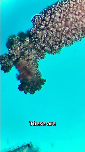 How to grow COPPER METAL under the microscope!