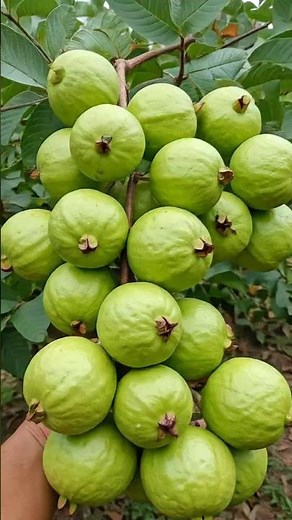 Guava Gardening 101: Soil, Care, and Pest Control for Home Growers