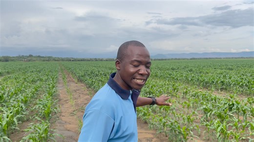 Seed Gold: $4000 per Hectare Project Farmers, listen up this is not just maize, this is money in the soil. When you grow maize for seed, you’re not chasing the ordinary grain market you’re tapping into a premium demand that pays up to $4000 per hectare. The market is hungry and you’ve got the power to feed it. Why Seed Maize? • Premium Price Seed maize sells higher than food maize because it’s the foundation of future harvests. • Guaranteed Demand Every farmer needs seed before they plant. You’r