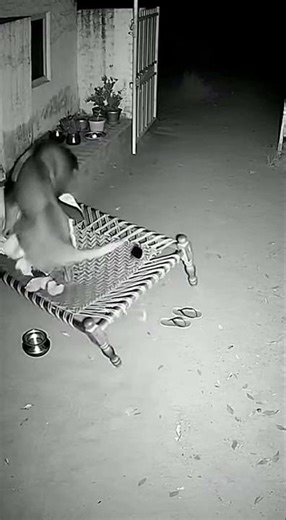 Rural Security Camera Shows Real Predator Behavior