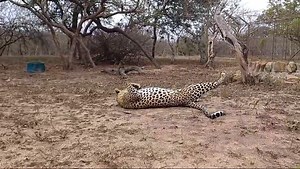 33K views · 1.1K reactions | Musina enjoys the spotlight – and is happy to give her fans a few seconds of her valuable time.  | Hoedspruit Endangered Species Centre | Facebook