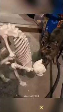 Cute and funny pets compilations... mostly cats #201