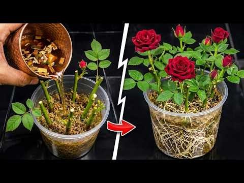 Stop Buying Rooting Hormone! Grow Rose Cuttings With These Kitchen Ingredients