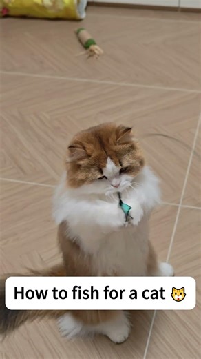 How to fish for a cat ？？ 🐱#cat