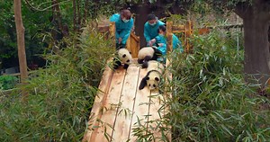 Adorable Trailer for The IMAX Documentary PANDAS — GeekTyrant