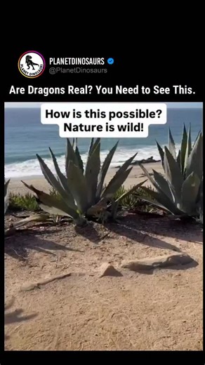 Are dragons real? 🐉🔥 What you’re seeing isn’t magic - it’s biology. Throughout history, humans created dragon myths to explain powerful and mysterious natural phenomena. When you see a reptile produce a flame-like effect like this, it’s not hard to imagine how those legends began. As a paleontologist, I’m constantly reminded that ancient myths often have roots in real animals - fossils, reptiles, and misunderstood natural events. Sometimes science is even more fascinating than fantasy. Dragon…