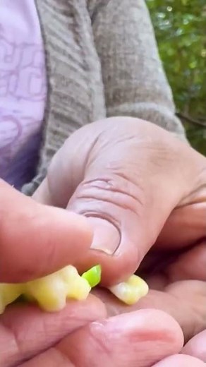 Se van a sorprender con nuestra flor nacional el copihue en Tesoros Naturales de NTV