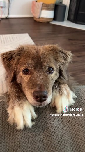 The Perfect Border Aussie: A Dog Mom's Delight