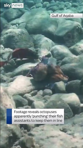 Octopuses 'punch' fish