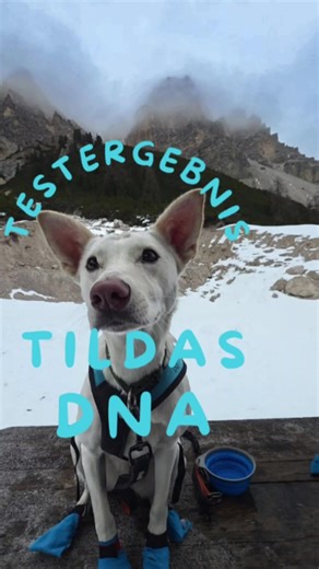 Heute wird’s spannend! 🧬🐶 Anzeige// @vetevo_de Wir haben die DNA von Tilda testen lassen und im Reel seht ihr endlich die Ergebnisse ihrer Rassezusammensetzung und einen Gesundheitsbericht mit Fokus auf Erbkrankheiten. Super spannend und einfach mega hilfreich, um unsere Vierbeiner noch besser zu verstehen und vorzubeugen. 👉 Mit dem Code KAROLINA spart ihr 20 % auf den DNA Test und weitere Produkte von @vetevo_de Vielleicht überrascht euch das Ergebnis ja genauso wie uns! 😍 Habt ihr schon ma