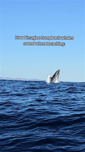 Wheeeeeeeeeee! #cabo #cabosanlucas #whalewatching #humpbackwhales #travel