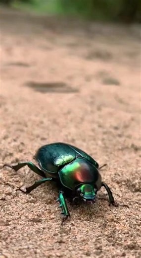 A wounded beetle crawls away but is engulfed by a black wave of ants | Luccy Fennell