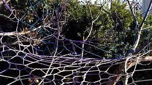 Hyperlapse of Jonathan's web | Charlie's Webs