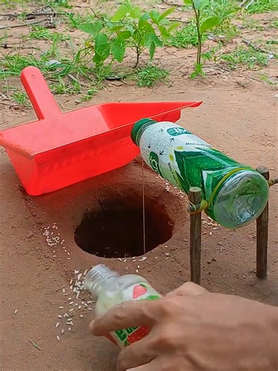 Amazing DIY Birds Trap #birds #trapping #survival