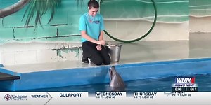 Institute for Marine Mammal Studies holds annual dolphin standing workshop training