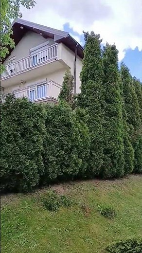 Trimming thuja hedge 🌿✂️ satisfying garden work