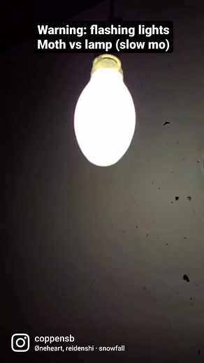 Moth Loves Lamp - Funny Meme Compilation